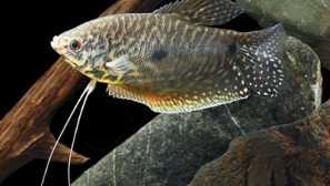 Ako odlíšiť ženu z mužských ďasien?